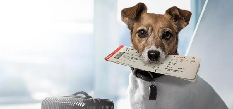 Llevar tu mascota a Dubai (1)