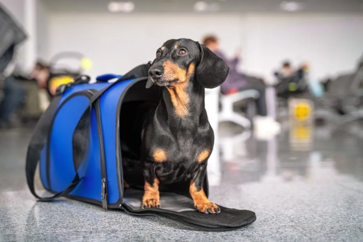 Llevar tu mascota a Dubai