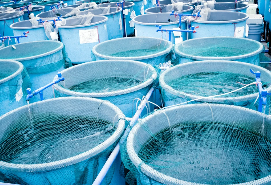 Piscifactoría y Exportación de Marisco